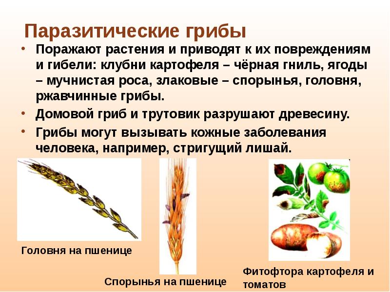 Вред гриба головня. Вред гриба головня