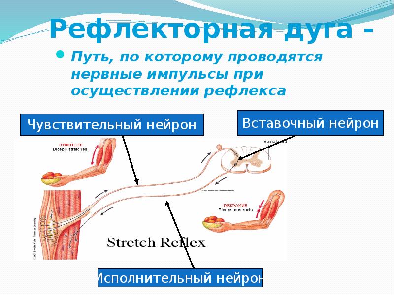 Нервные импульсы при осуществлении рефлекса. Путь рефлекторной дуги. Рефлекторная дуга Импульс. Рефлекторная дуга путь по которому проходят нервные импульсы от.