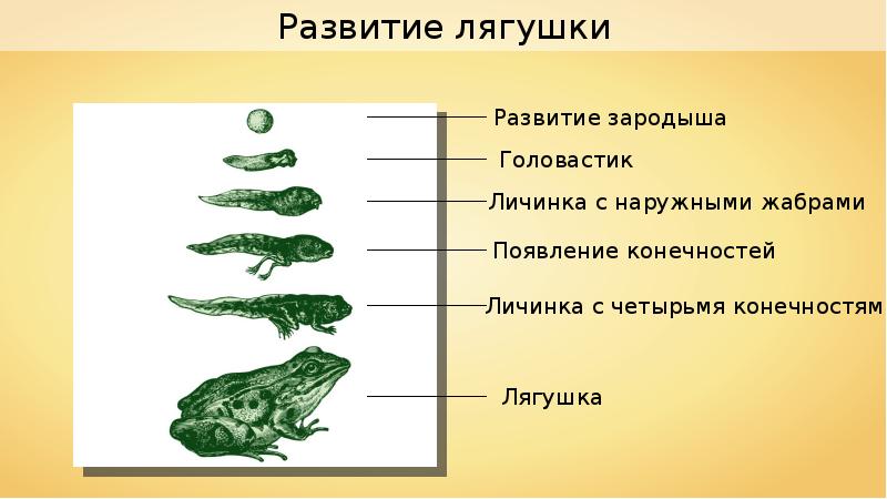 На рисунке изображена лягушка в разные периоды жизни какое общее свойство живых систем