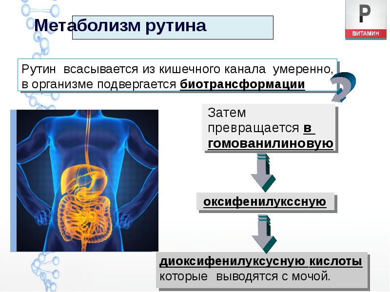 Метаболизм рутина Метаболизм рутина