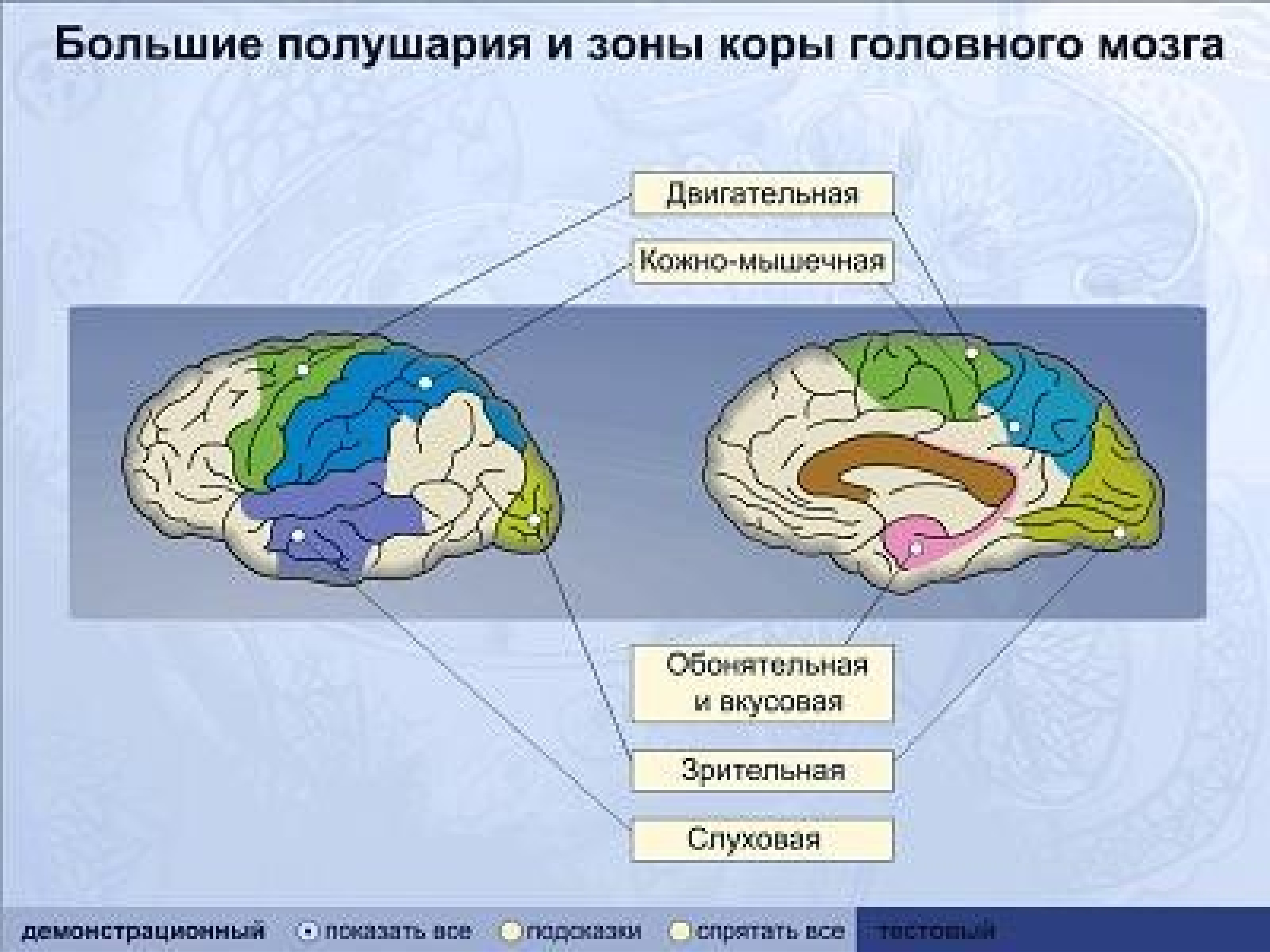 Основные зоны коры мозга. Обонятельный анализатор коры головного мозга. Вкусовая зона коры больших полушарий расположена. Функции кожно-мышечной зоны головного мозга. Корковые зоны больших полушарий головного мозга.