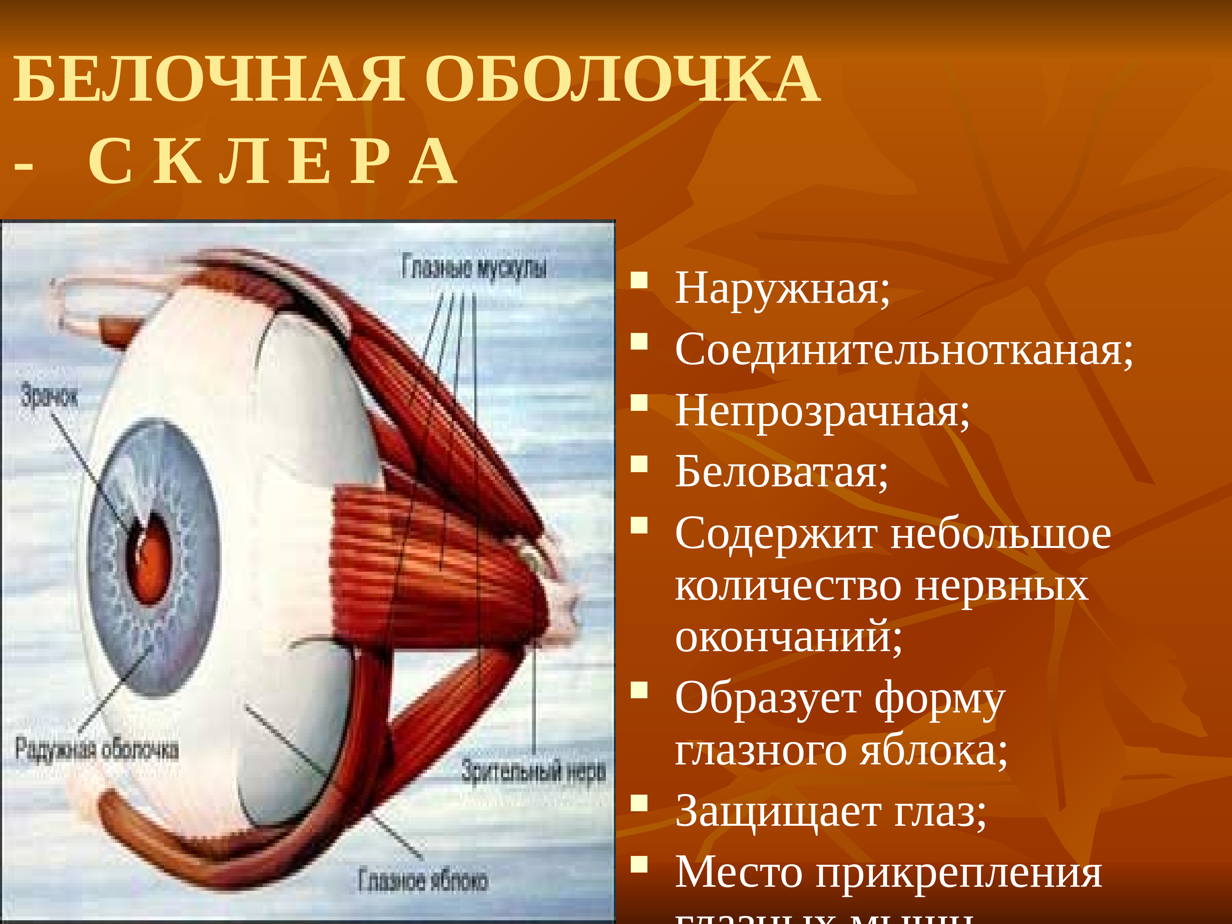 Цвет белочной оболочки. Склера белочная оболочка. Белочная оболочка глаза строение и функции. Белочная оболочка глаза функции. Строение белочной оболочки глаза.