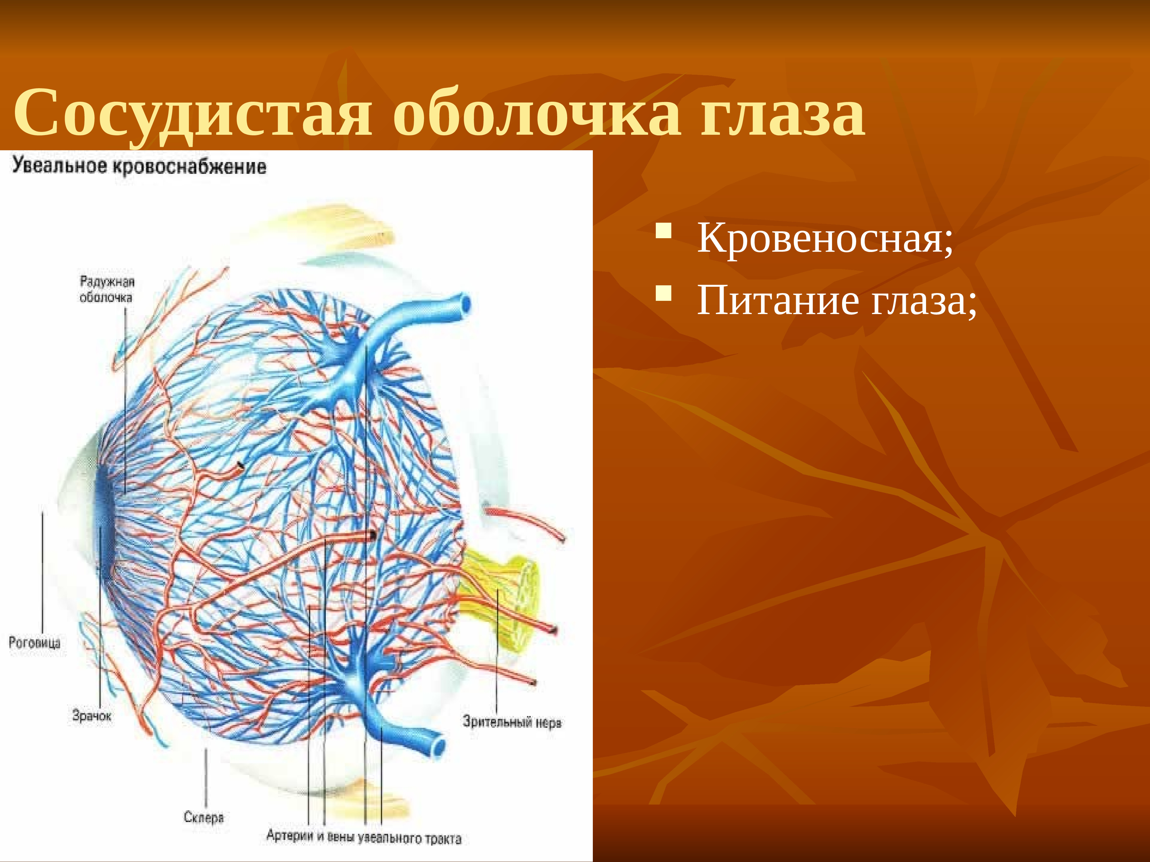 Сосудистая оболочка. Сосудистая оболочка глаза. Сосудистая оболочка нлаще. Собственная сосудистая оболочка глаза. Кровоснабжение сосудистой оболочки глаза.