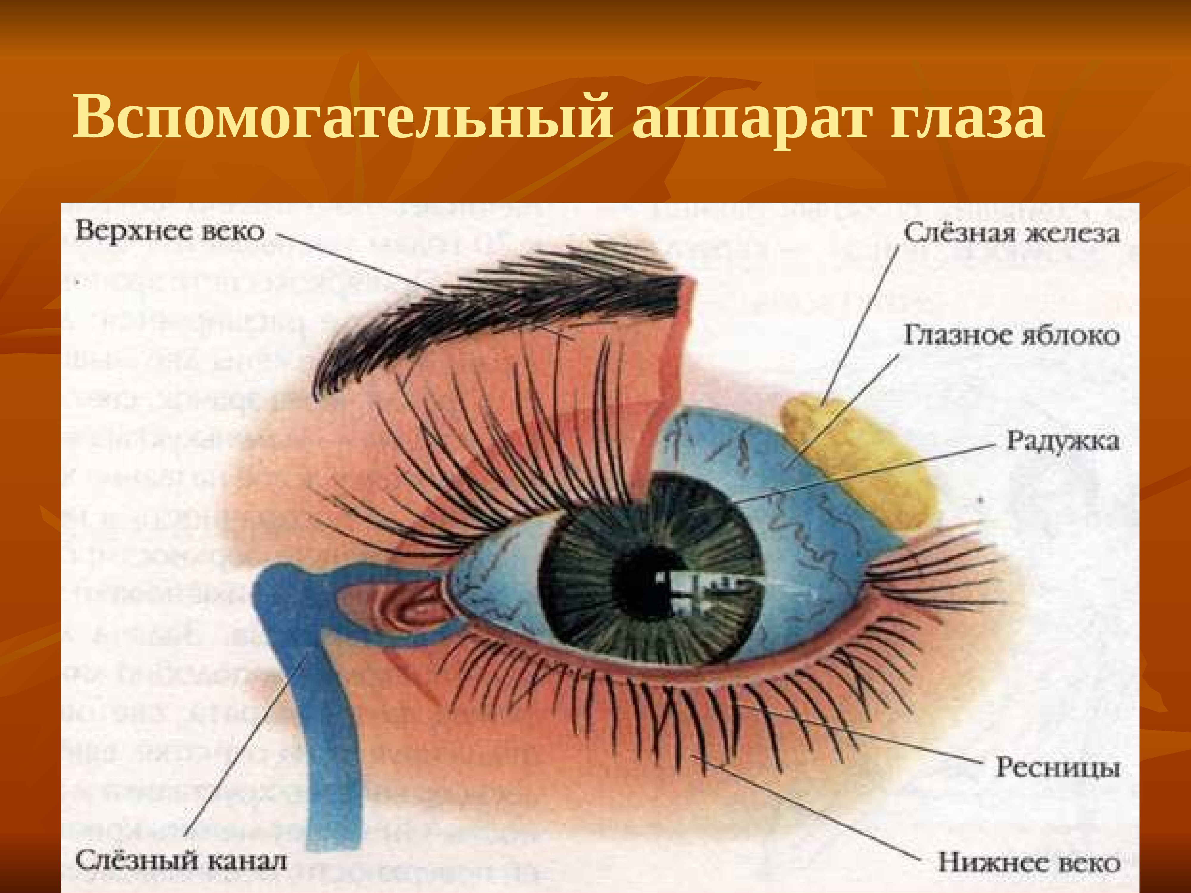 Составляющее глаза. Строение глаза вид спереди. Внутреннее строение глаза человека схема. Вспомогательный аппарат глазного яблока схема. Схему строения вспомогательного аппарата глаза.