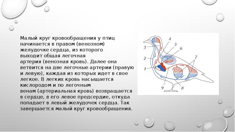 Кровообращение у птиц схема