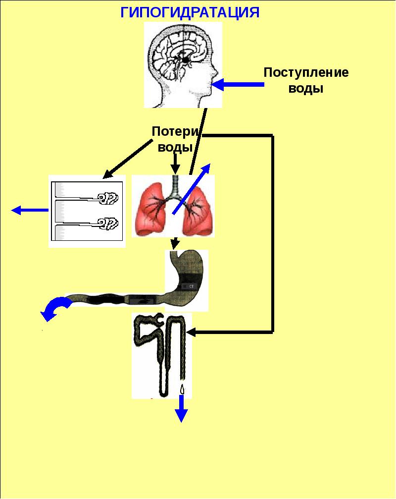 Процесс поступления. Поступление воды в организм. Процесс поступления воды. Процесс поступления воды в организм. Как регулируется поступление воды в организм человека?.