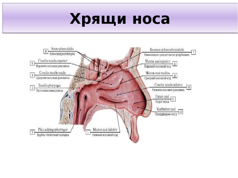 Хрящи в носу схема