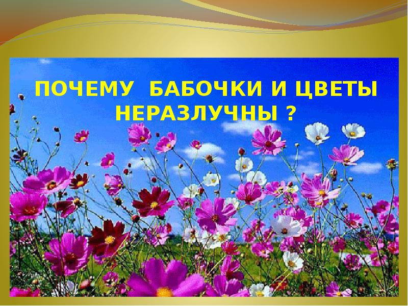 Почему цветов картинка. Окружающий мир 1 класс почему мы не будем рвать цветы и ловить бабочек. Почему цветов картинка. Почему цветы цветные. Выбрать цветы.