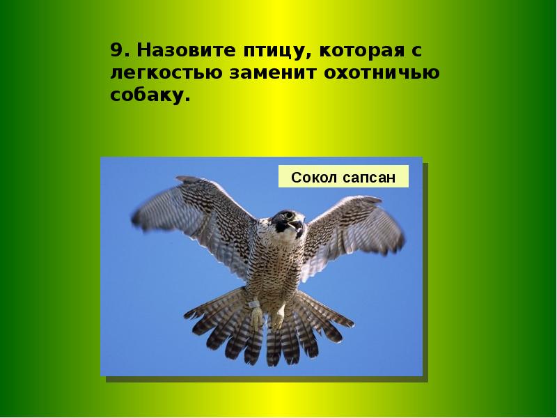 Какую птицу называют