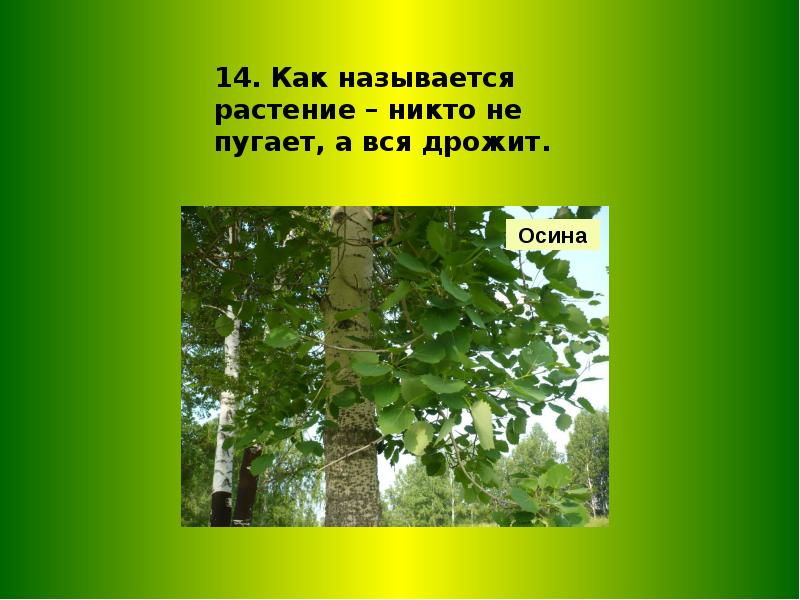 загадка никто не пугает а вся дрожит. загадка никто не пугает а вся дрожит. никто ее не пугает а вся дрожит. никто не пугает а вся. пугает а вся дрожит.
