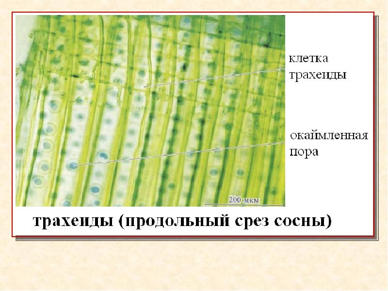 Окаймленные поры на стенках трахеид