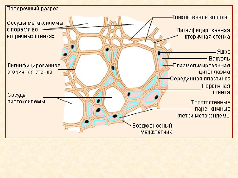 Проводящие сосуды. Строение ксилемы и флоэмы. Клеточная стенка сосудов ксилемы. Первичная Ксилема и вторичная Ксилема. Сосуды ксилемы строение.