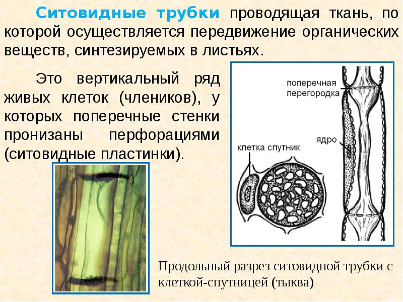 Флоэма на рисунке