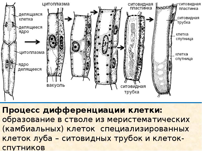 Рисунок основных элементов флоэмы