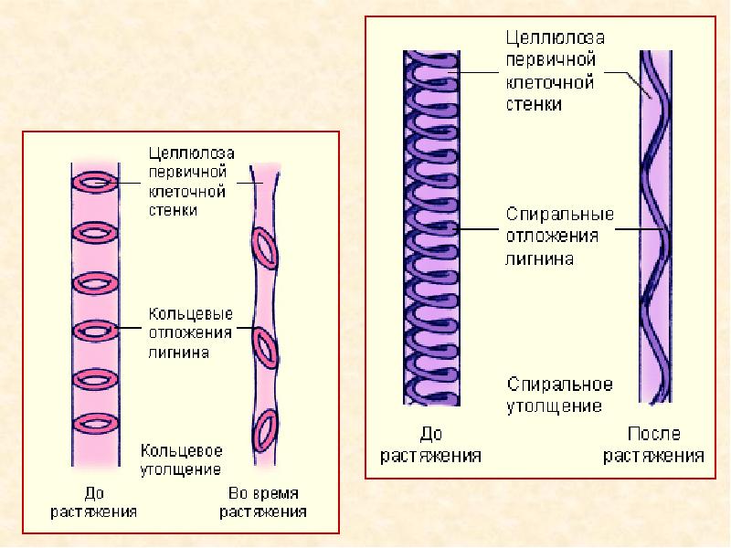 Окаймленные поры на стенках трахеид