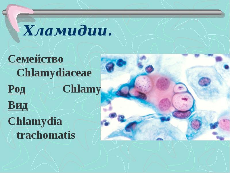 Хламидия chlamydia. Хламидия трахоматис вид род семейство. Хламидии семейство род вид.