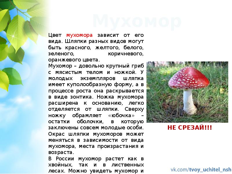 Гриб сообщение 3 класс окружающий. Гриб сообщение 3 класс окружающий