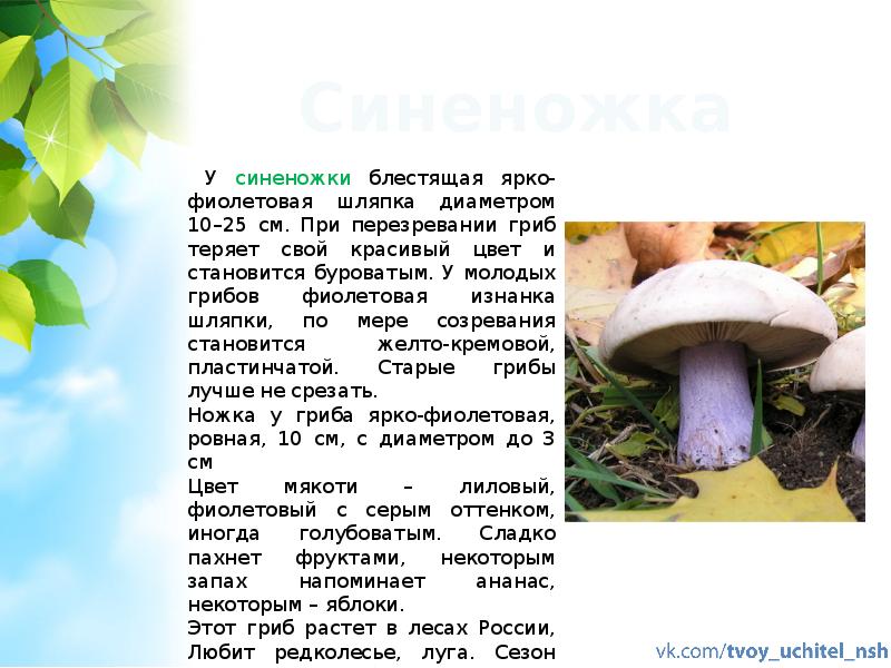 Сочинение на тему красота грибов. Сообщение о грибах. Доклад по грибам. Доклад про грибы. Доклад на тему грибы.