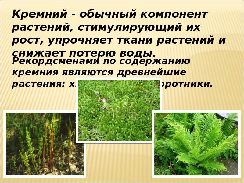 Презентация кремний и его соединения 9 класс. Характеристику моховидные и папоротниковидные. хвощ кремний. кремний и его соединения 9 класс презентация. хвощ содержит кремнезём.