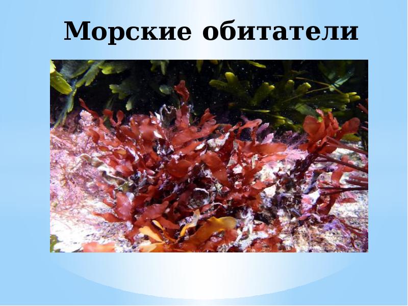Морские обитатели