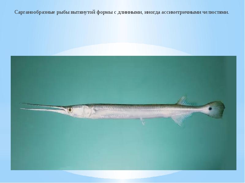 Сарганообразные рыбы вытянутой формы с длинными, иногда ассиметричными челюстями.