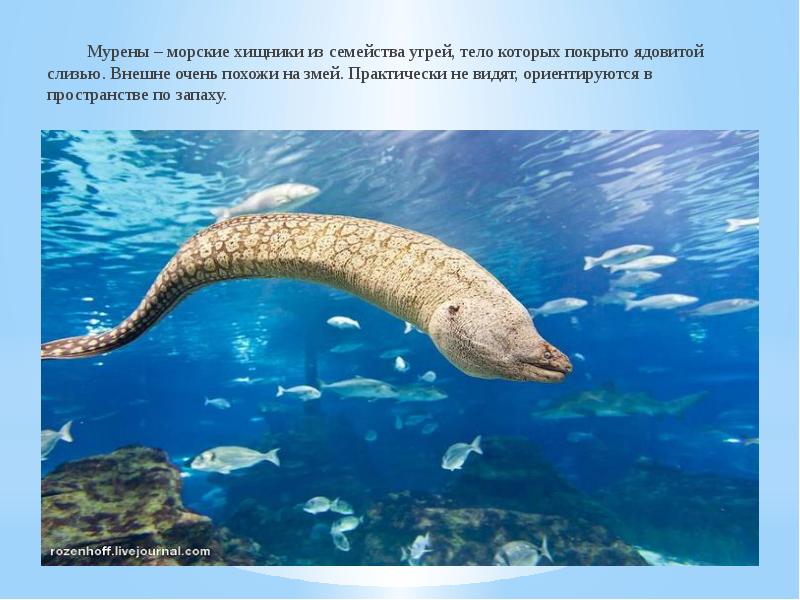 Мурены – морские хищники из семейства угрей, тело которых покрыто ядовитой