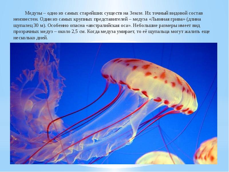 Медузы – одно из самых старейших существ на Земле. Их точный