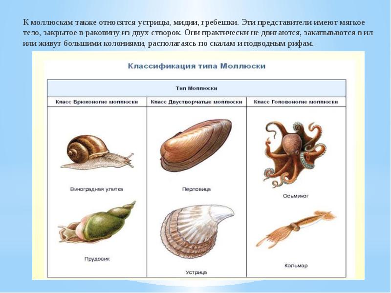 Морским моллюскам относятся. К какому классу относятся мидии. Устрица к какому классу моллюсков относится. Тип моллюски представители. Представителями типа моллюски являются.