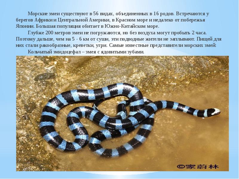 Морские змеи существуют в 56 видах, объединенных в 16 родов. Встречаются