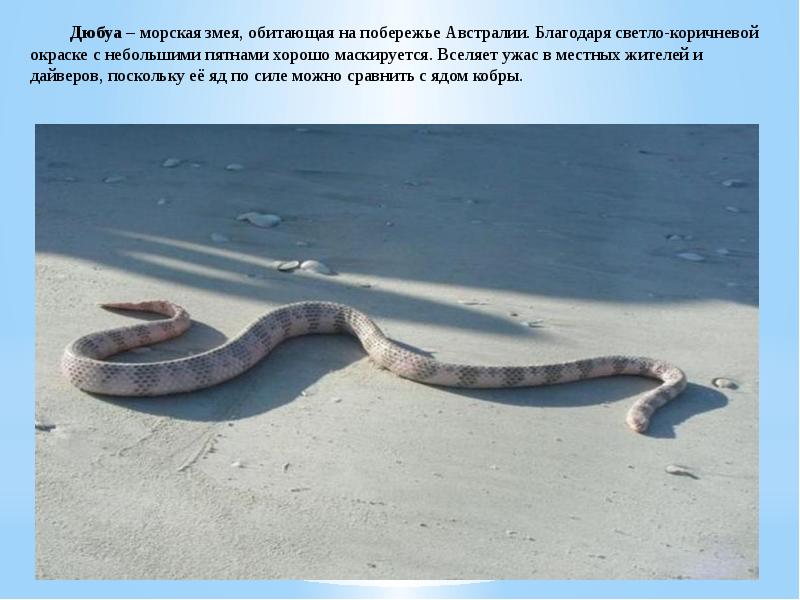 Дюбуа – морская змея, обитающая на побережье Австралии. Благодаря светло-коричневой окраске
