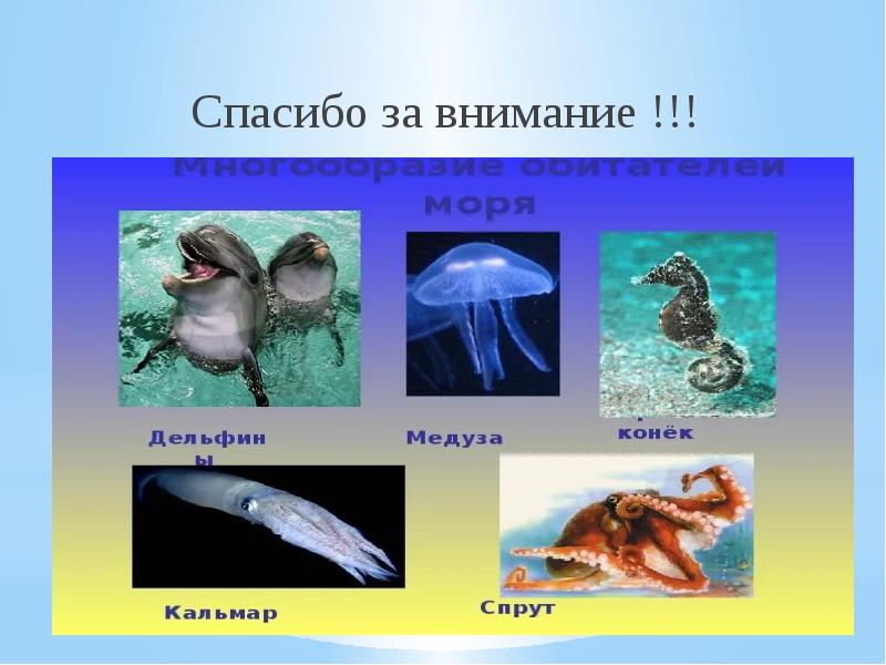 Спасибо за внимание !!!