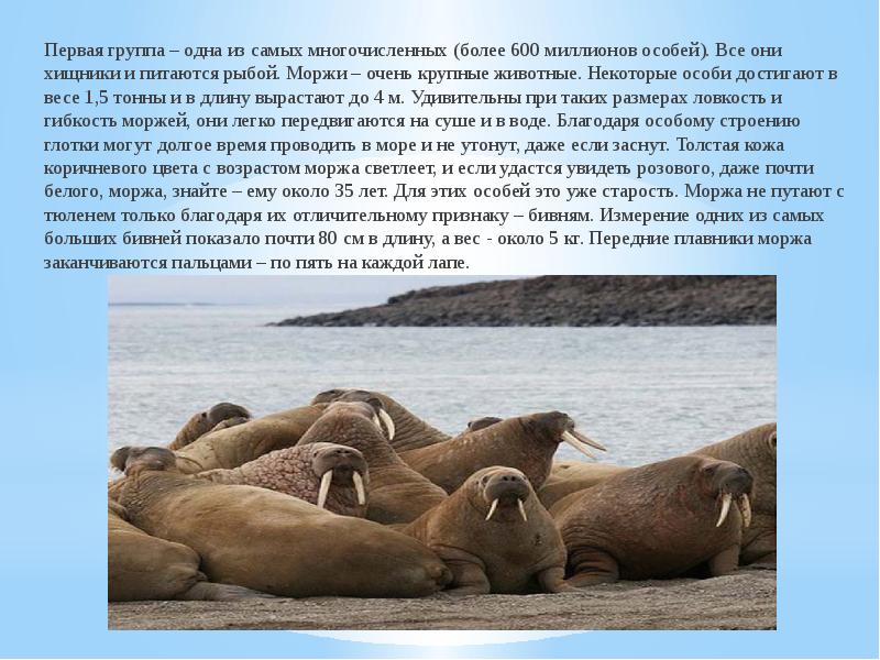 Первая группа – одна из самых многочисленных (более 600 миллионов особей).