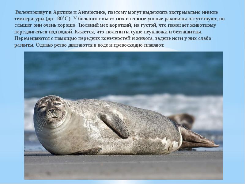 Тюлени живут в Арктике и Антарктике, поэтому могут выдержать экстремально низкие