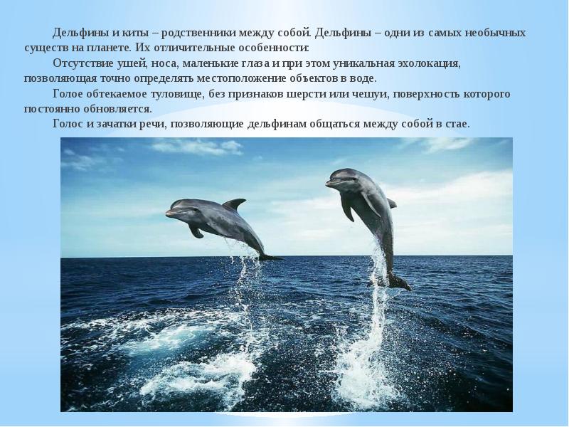 Общение дельфинов между собой. Эхолокация китов. Дельфины самые удивительные существа на всей планете. Родственники дельфинов. Дельфины эхолокация.