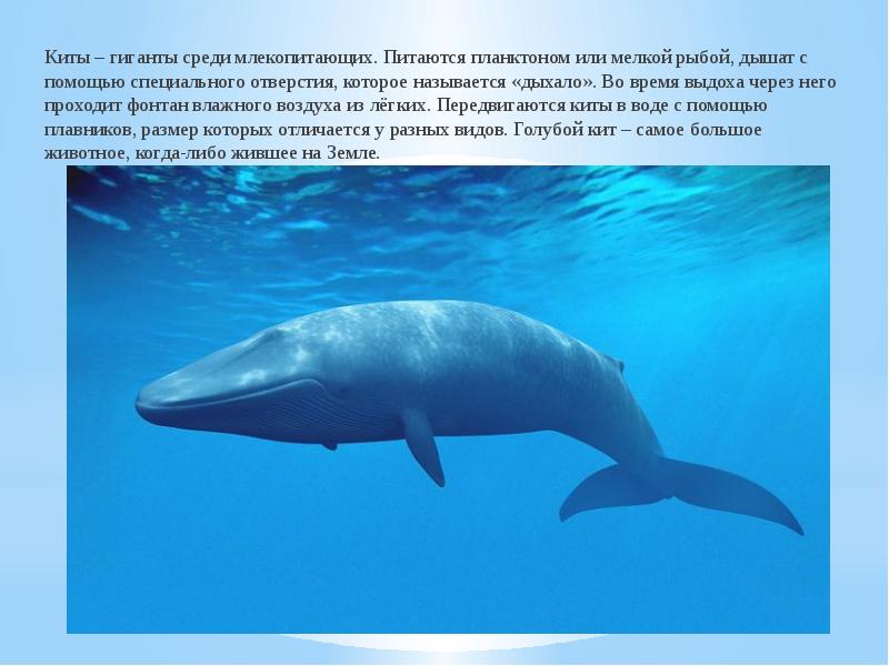 Киты – гиганты среди млекопитающих. Питаются планктоном или мелкой рыбой, дышат