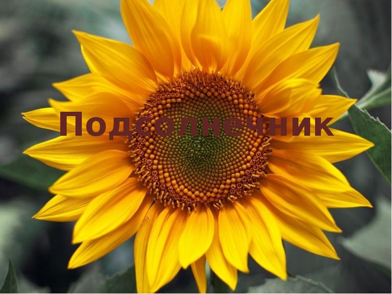 Подсолнечник