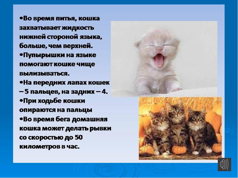 Кошки презентация для детей