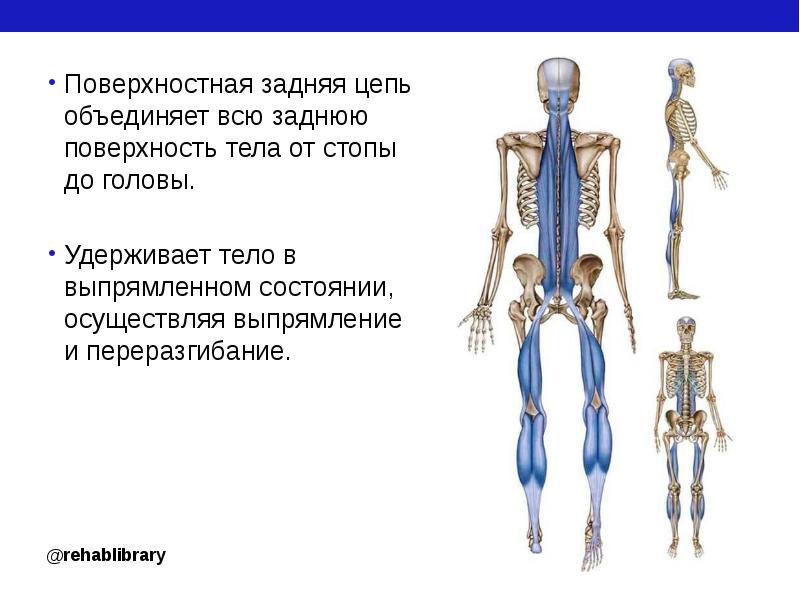 Поверхностная линия. Цепочка Майерса задняя поверхностная линия. Передняя поверхностная цепь. Задняя поверхностная цепь. Поверхностная фронтальная цепь.