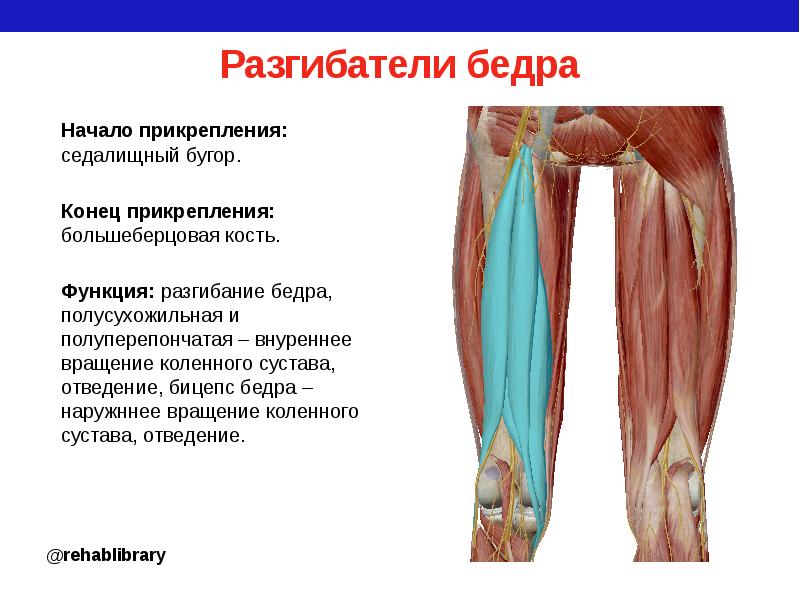 Сгибание бедра обеспечивают мышцы