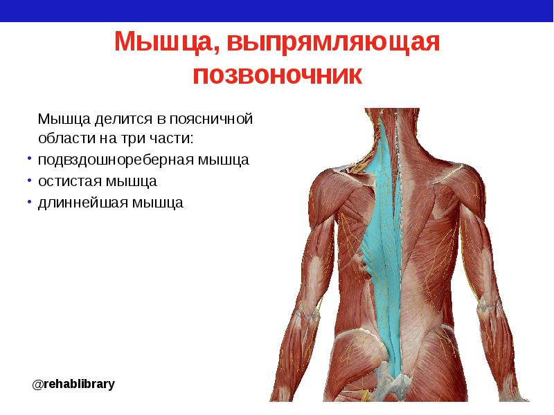 Мышца выпрямляющая. Мышцы разгибатели позвоночника. Выпрямитель позвоночника мышца анатомия. Паравертебральные мышцы спины анатомия. Мышца выпрямляющая позвоночник длиннейшая мышца.