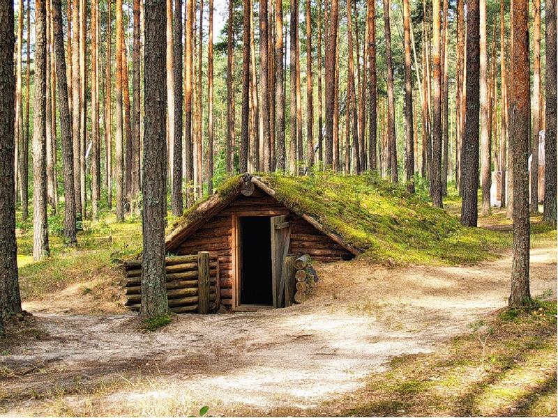 Фото землянки в лесу