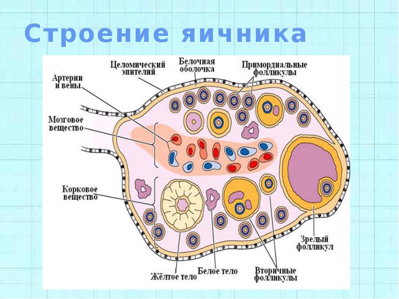 Яичник рисунок с подписями