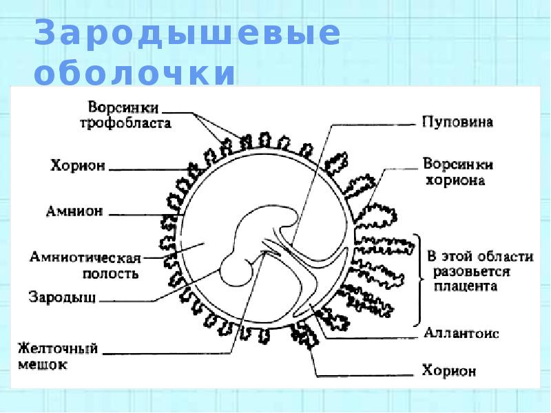 Схема зародышевых оболочек