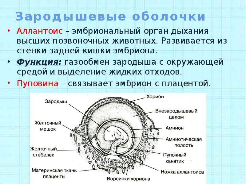 Каким номером на схеме обозначена будущая нервная система эмбриона