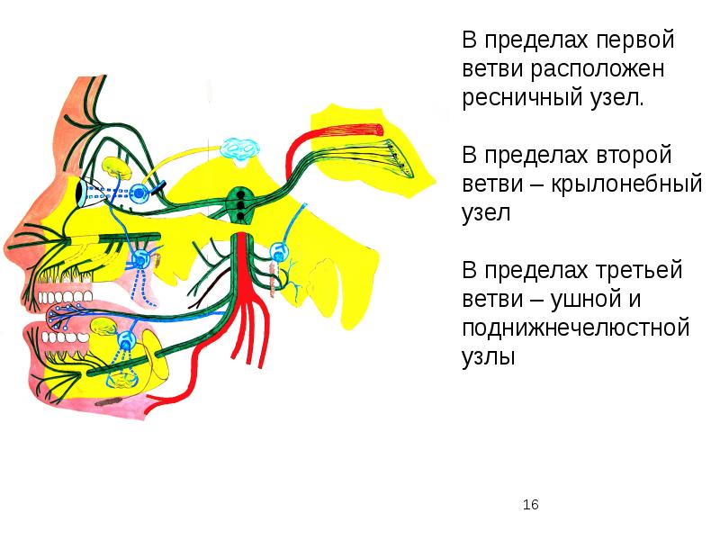 Функциональная анатомия вегетативной нервной системы презентация