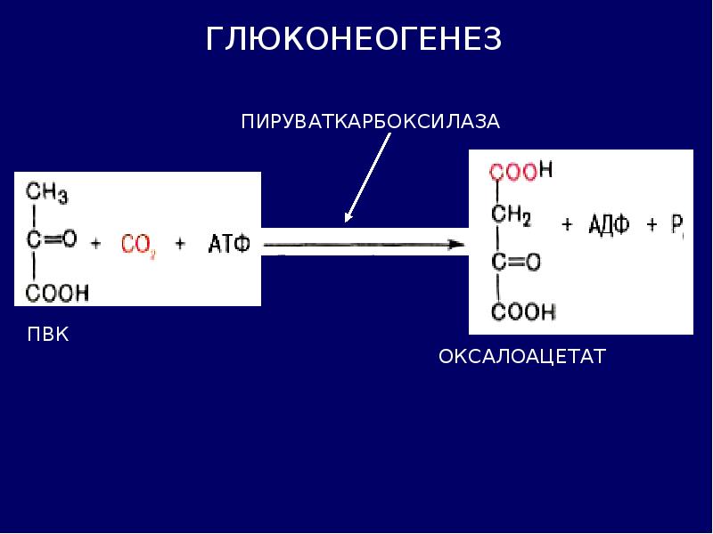 В гликолизе синтезируется атф