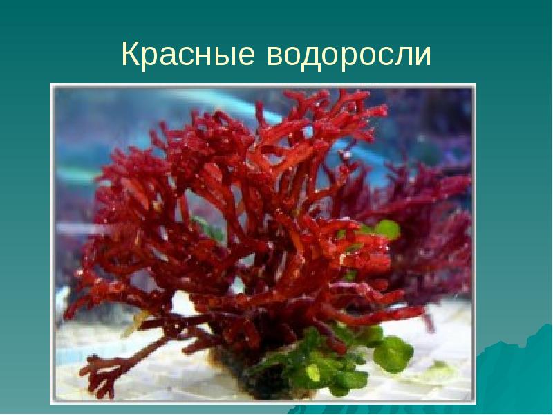 Общие признаки красных водорослей