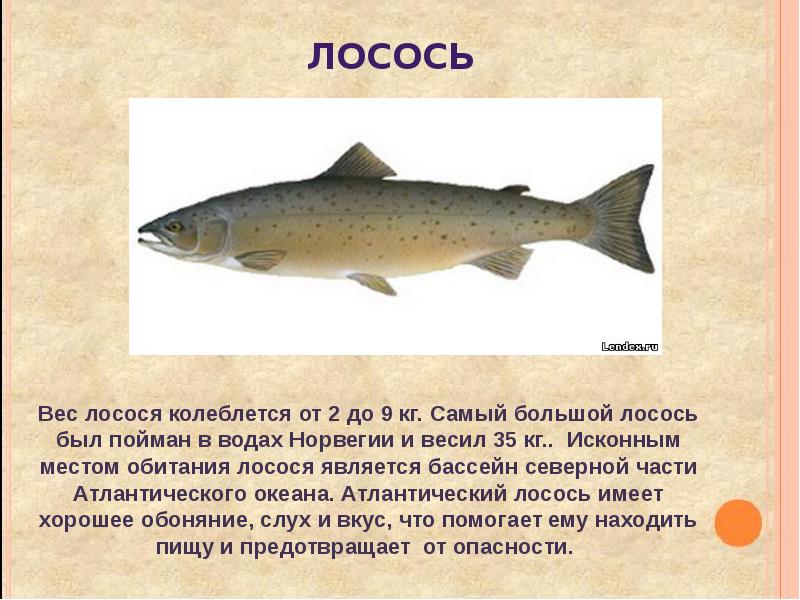 Рыбы 10 класс. Информация о лососе. Лососевые рыбы презентация. Лосось доклад. Лосось информация\ о рыбе.