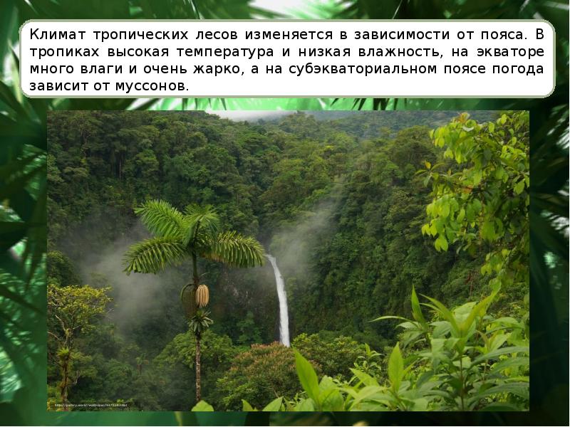 Почему в тропиках тепло. Тропические леса температура. Тропики 4 класс окружающий мир. Сообщения воздушных тропических лесов. Полувечнозеленые тропические леса презентация.