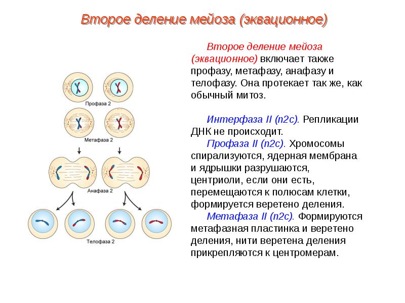 Каким номером на схеме обозначена метафаза второго деления мейоза